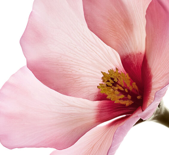 Hibiskus sabdariffa-Hibiskus sabdariffa blomsyra-Hibiscus sabdariffa flower extract