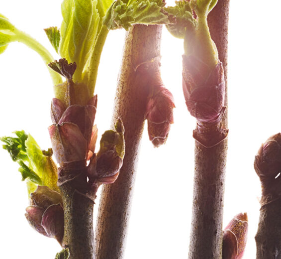 Svart vinbär-Ekologisk svart vinbärsknoppsextrakt-Ribes nigrum (black currant) bud extract