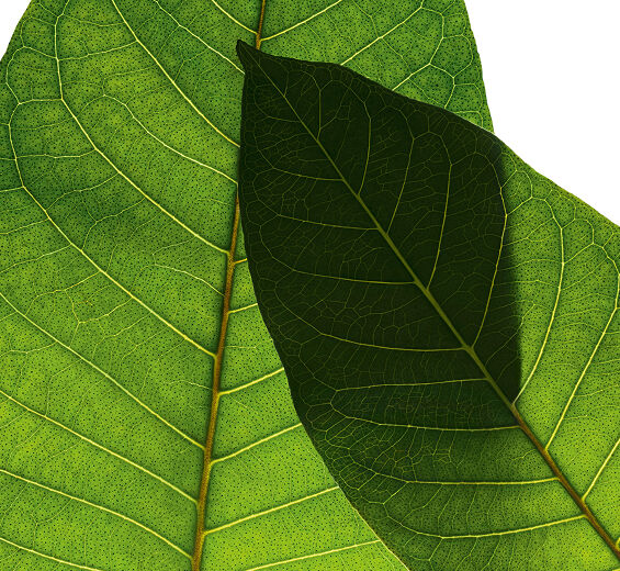 Harungana-Ekologisk harunganaextrakt-Harungana madagascariensis extract