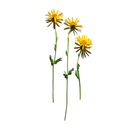 Arnica-Arnikaextrakt-Arnica montana flower extract