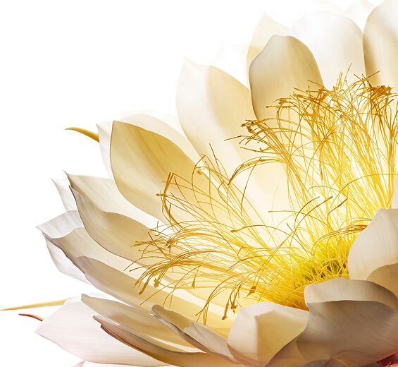 M&aring;nskenblomma-M&aring;nsblomma cryoextrakt-Cereus grandiflorus (cactus) flower extract