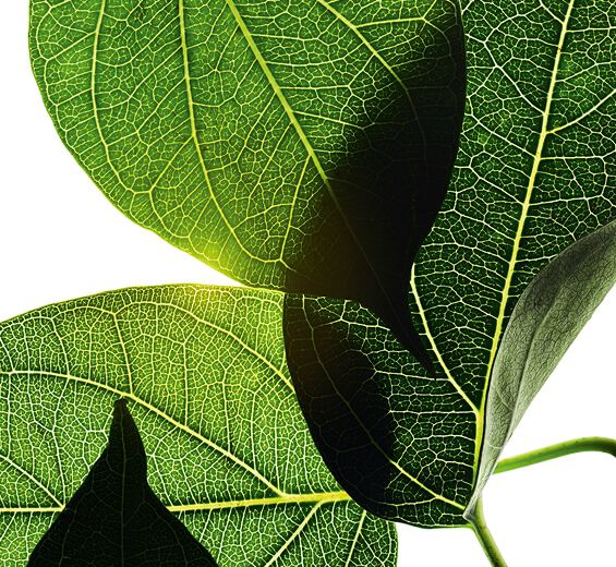 Gymnema-Gymnema extrakt-Gymnema sylvestre leaf extract