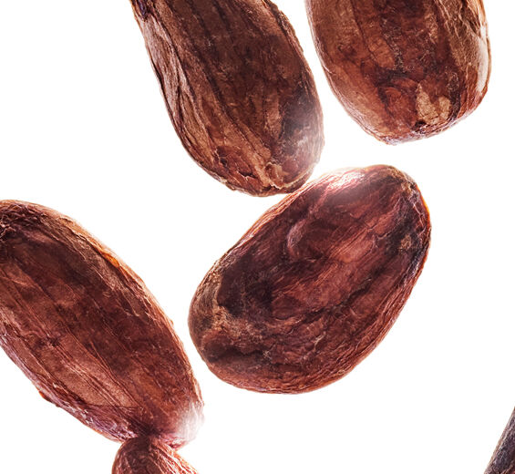 Kakaotr&auml;d-Ekologiskt kakaosm&ouml;r-Theobroma cacao (cocoa) seed butter