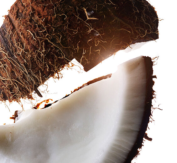 Kokosn&ouml;tstr&auml;d-Kokosolja-Cocos nucifera (Coconut) oil