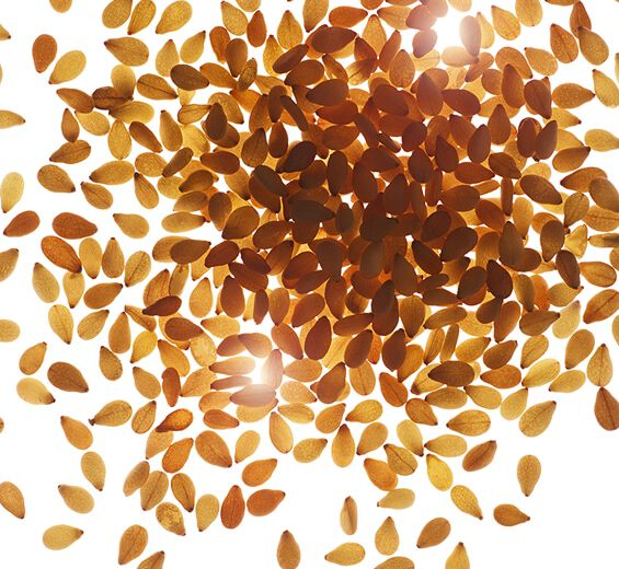 Sesam-Ekologisk sesamolja-Sesamum indicum (sesame) seed oil
