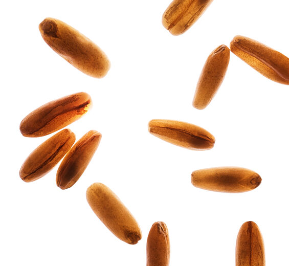 Havre-Ekologiska havresocker-Avena sativa (oat) kernel extract