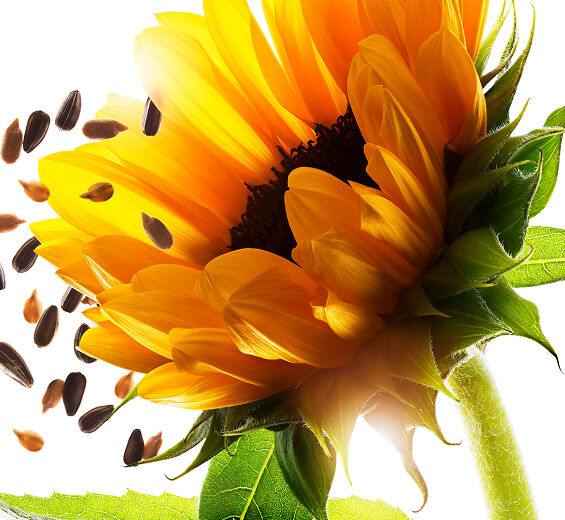 Solros-Solrosolja-Helianthus annuus (sunflower) seed oil