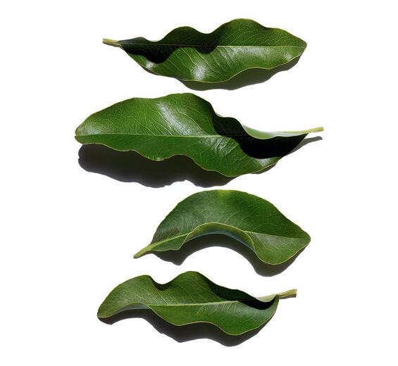 Afrikansk ebenholts-Organisk afrikansk ebony extrakt-Diospyros mespiliformis leaf extract