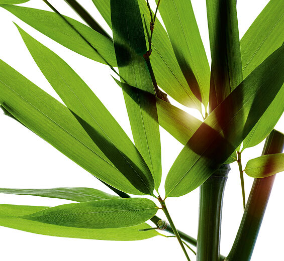 Bambu-Bamboo pulver-Bambusa arundinacea stem extract