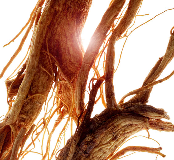 Ginseng-Ginseng extrakt-Panax ginseng root extract