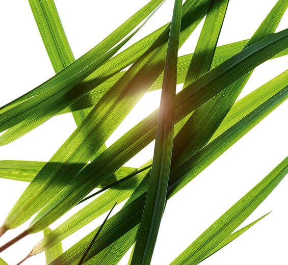 Bison gräs-Bisongräs extrakt-Hierochloe odorata extract