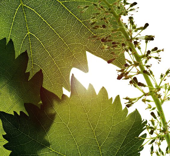 Vindruva-Vinflorescellerextrakt-Vitis vinifera (grape) flower cell extract