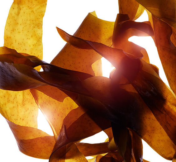 Wakame-Ekologisk wakame-extrakt-Undaria pinnatifida extract