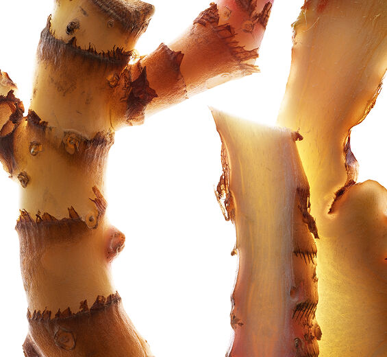 Ingwer lilja-Ingwerliljeextrakt (ekologisk v&auml;xt)-Hedychium coronarium root extract