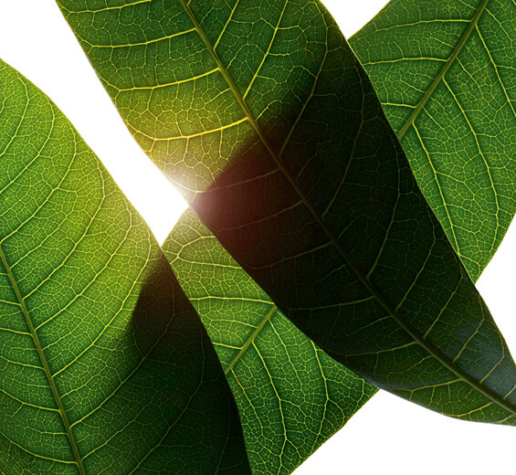 Mangotr&auml;d-Ekologisk mango blad extrakt-Mangifera indica (mango) leaf extract