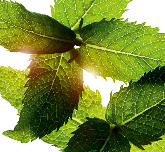 F&auml;lt mynta-Mentol-Menthol