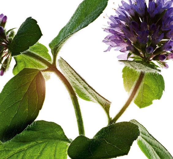 Vattenmynta-Ekologisk vattenmynta-Mentha aquatica leaf extract