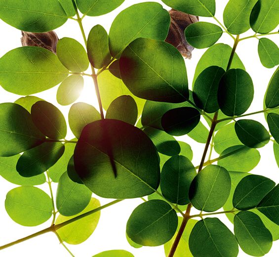 Moringa-Moringa extrakt-Moringa oleifera seed extract