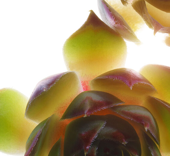 Husleek-Ekologisk husl&ouml;ksextrakt-Sempervivum tectorum extract