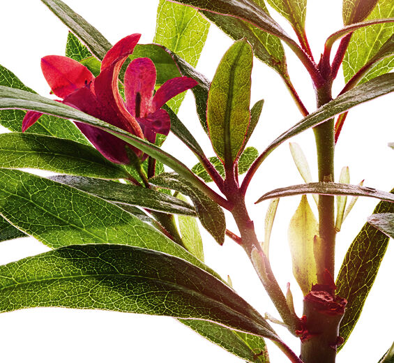 Alpenros-Alpenrosextrakt-Rhododendron ferrugineum extract
