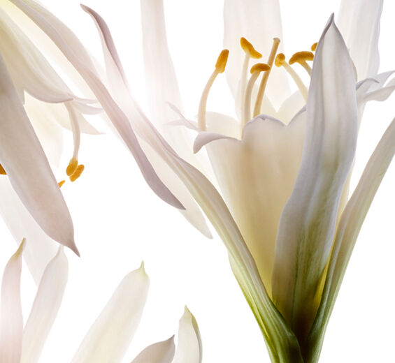 Havslilja-Ekologisk sj&ouml;-liljeextrakt-Pancratium maritimum extract