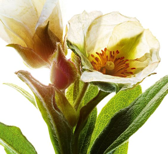 Montpellier rock-rose-Ekologisk montpellier bergros extrakt-Cistus monspeliensis extract