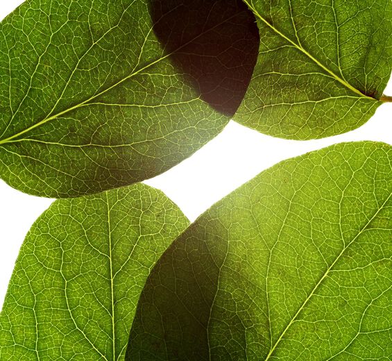 Kvitten-Kvinsbladsextrakt-Cydonia oblonga leaf extract