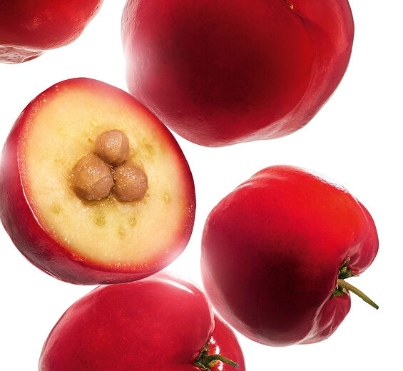 Acerola-Acerola extrakt-Malpighia emarginata (acerola) fruit extract