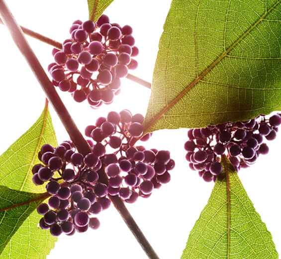 Skönhetsbär-Skönhetsbärsextrakt-Callicarpa japonica fruit extract