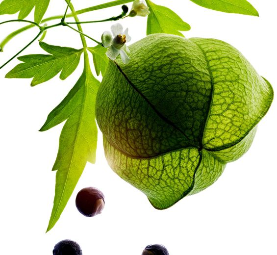 Hj&auml;rt&auml;rta-Extrakt av ekologisk hj&auml;rt&auml;rt-Cardiospermum halicacabum flower/leaf/vine extract