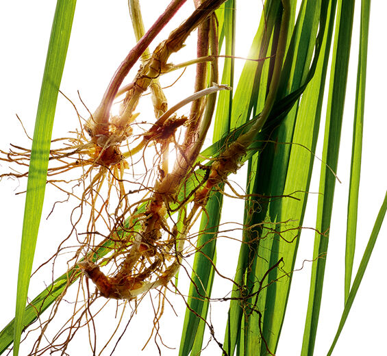 Agropyron-Ekologisk agropyron extrakt-Agropyron repens root extract