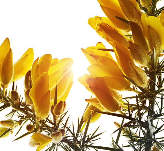 Gorse-Ekologisk gorse extrakt-Ulex europaeus leaf/root/stem extract