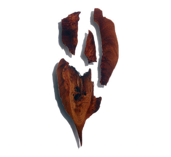 Bocoa-Bocoa-utdrag-Bocoa prouacensis extract