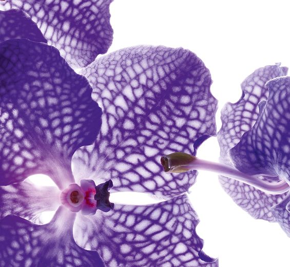 Blå orkidé-Blåorkidé-extrakt-Orchid extract,vanda coerulea extract