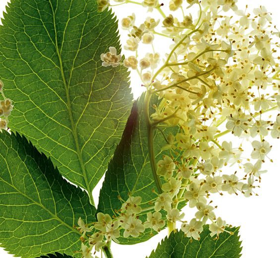 &Auml;ldre-Ekologisk fl&auml;derextrakt-Sambucus nigra flower extract