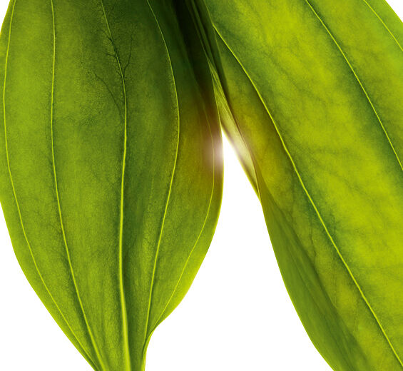 Guld gentian-Ekologiskt gyllene gentianextrakt-Gentiana lutea extract