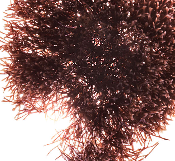 R&ouml;d jania-R&ouml;d jania extrakt-Jania rubens extract