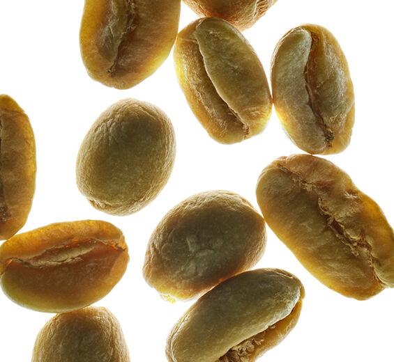 Arabica kaffebuske-Växtkoffein-Caffeine