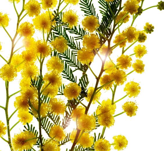 Acacia Senegal-träd-Akacia mikropärlor-Acacia Senegal gum