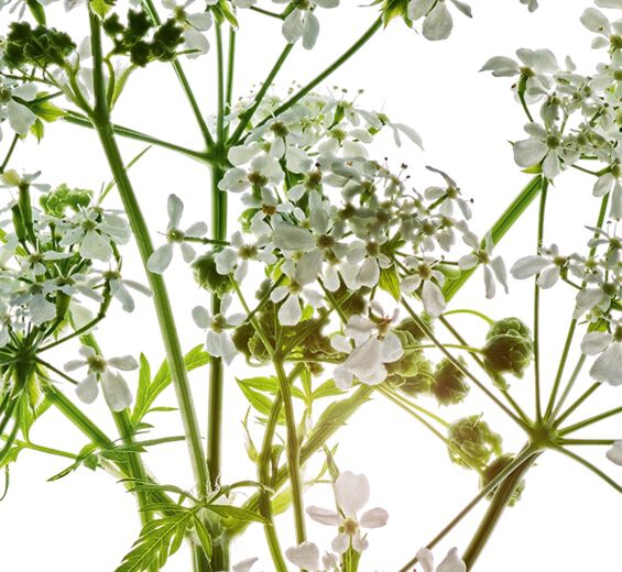 Vild kervil-Ekologisk vild kervil extrakt-Anthriscus sylvestris extract