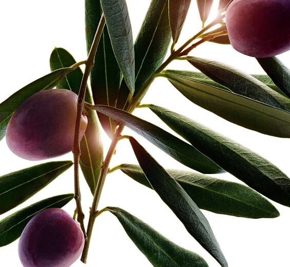 Olivtr&auml;d-Olive tree extract-Olea europaea (olive) fruit oil