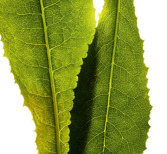 Kikärtor-Cikoria extrakt-Cichorium intybus (chicory) leaf extract