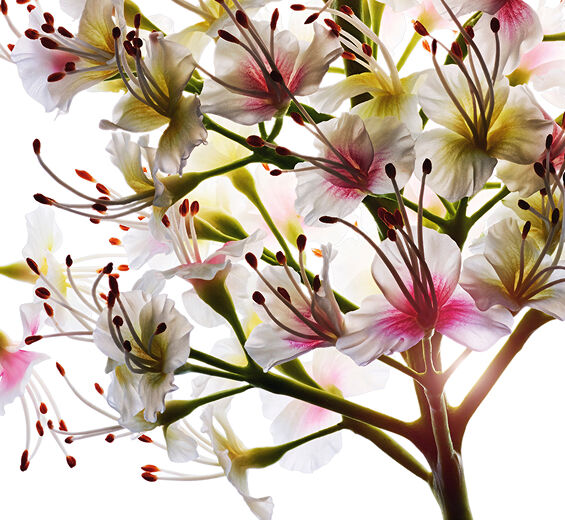 H&auml;stkastanjetr&auml;d-Ekologisk h&auml;stkastanjblomsextrakt-Aesculus hippocastanum (horse chestnut) extract