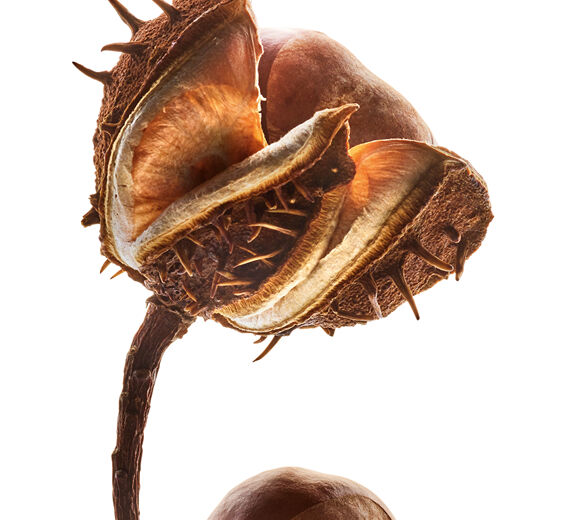 H&auml;stkastanjetr&auml;d-H&auml;stkastanj escin-Escin