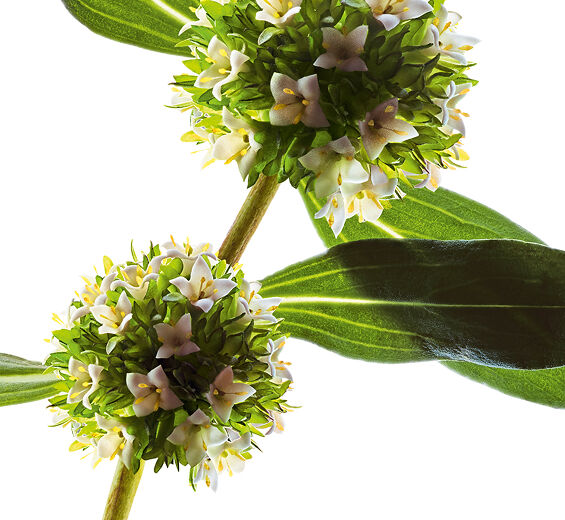 Mitracarpus-Organisk mitracarpus extrakt-Mitracarpus scaber extract