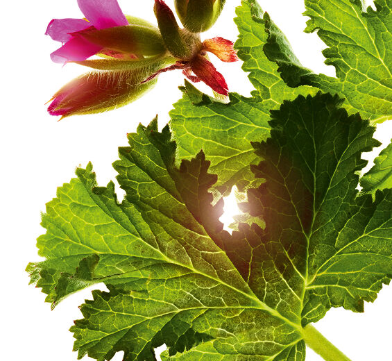 S&ouml;t doftande geranium-S&ouml;t doftande geranium essentiell olja-Pelargonium graveolens flower oil