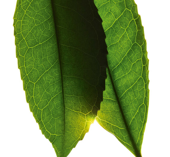 Teaplant-Vitt te-extrakt-Camellia sinensis leaf extract