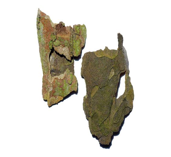 Platantr&auml;d-Platan extrakt-Platanus occidentalis bark extract