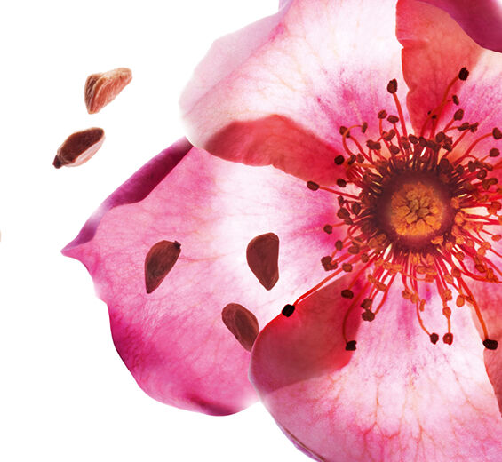 Sötbräken-Ekologisk sötbräkenolja-Rosa rubiginosa seed oil