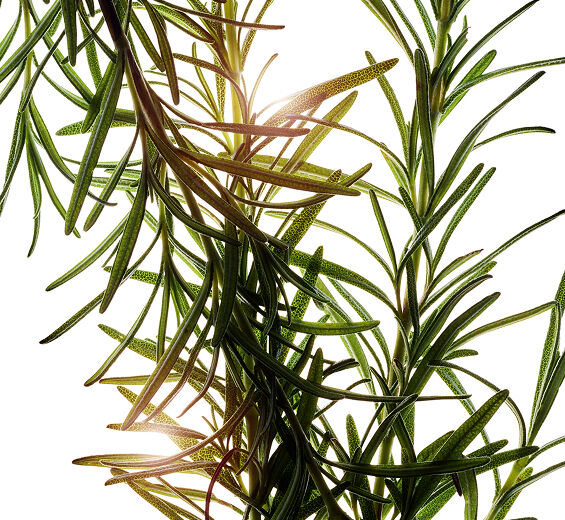 Rosmarin-Rosmarin extrakt-Rosmarinus officinalis (rosemary) leaf extract